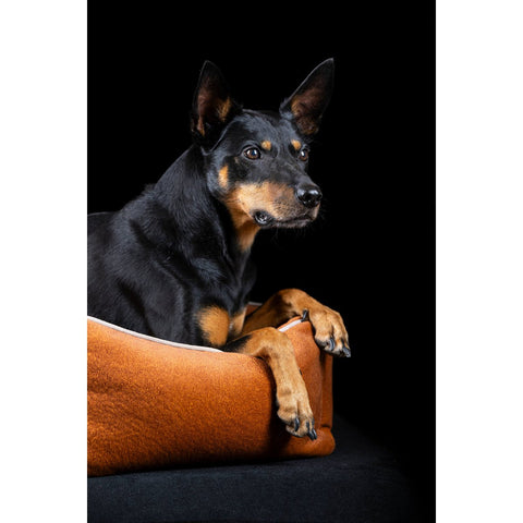 KLASSIEKE Hundebett - BUFFELKAMEEL