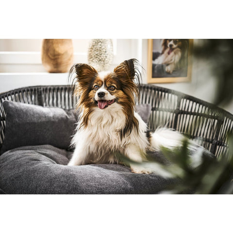 PRADO - Design hondenmand TUDOR