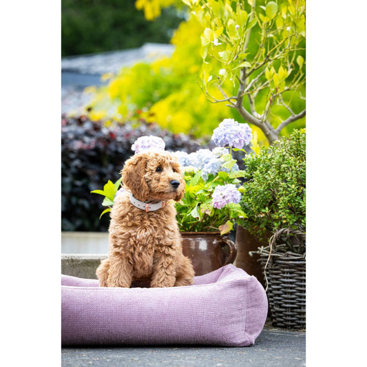 KLASSIEKE Hundebett - TUDOR ROSE