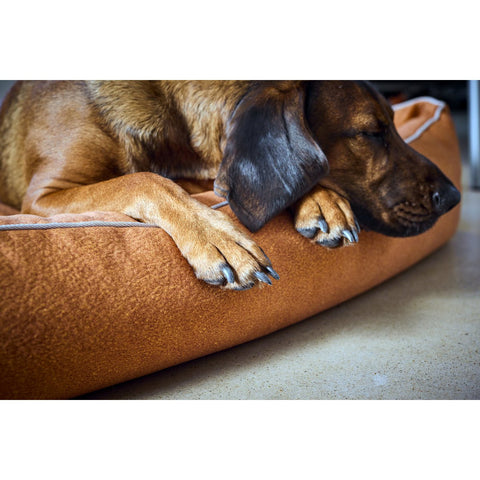 KLASSIEKE Hundebett - BUFFELKAMEEL