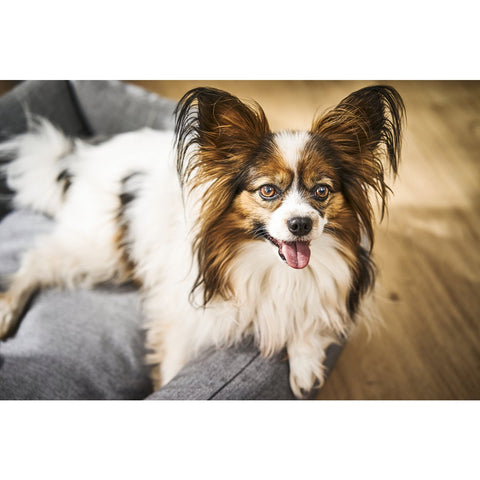 BUITEN Hundebett - GLADDE ZWARTE ZIJDE