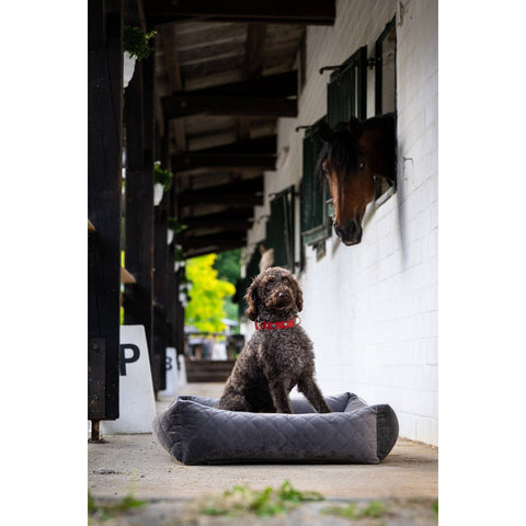 KLASSIEKE Hundebett - OXFORD STEEN