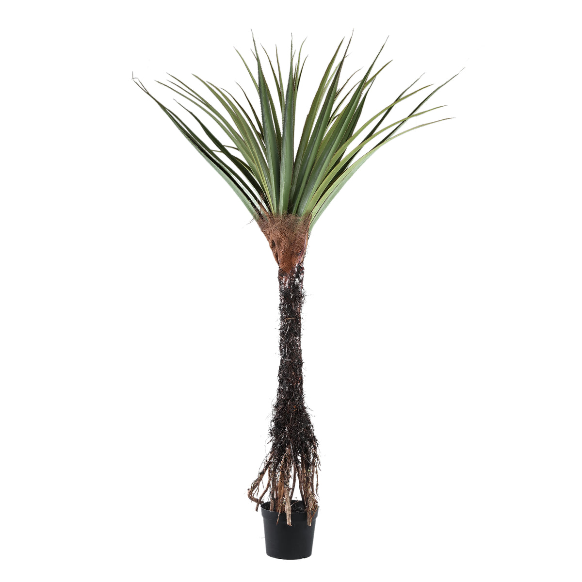 Pohon Hijau Pohon Pandanus dalam pot 210cm ke Bahasa Melayu.