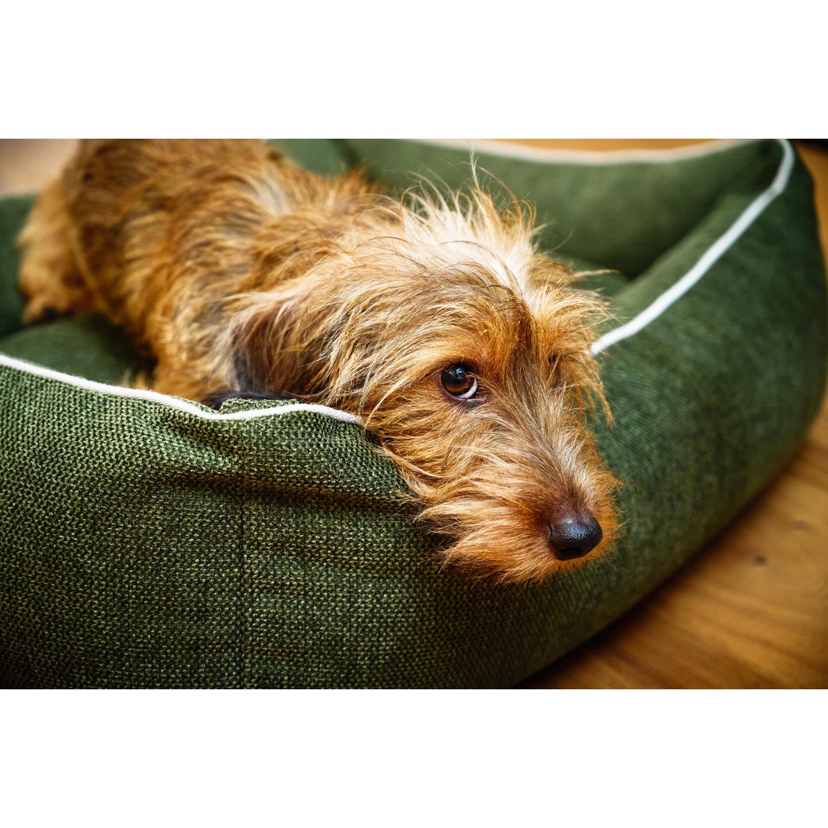 Ortho Dog Bett - Eco Olive