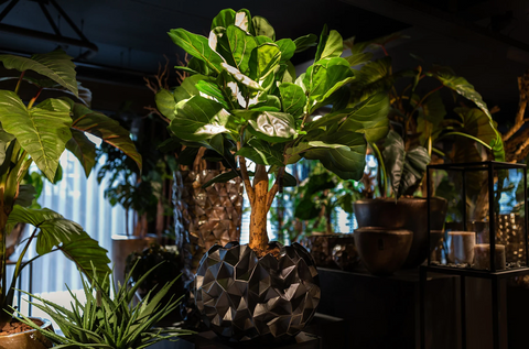 Pot Krater Zwart D52 H40