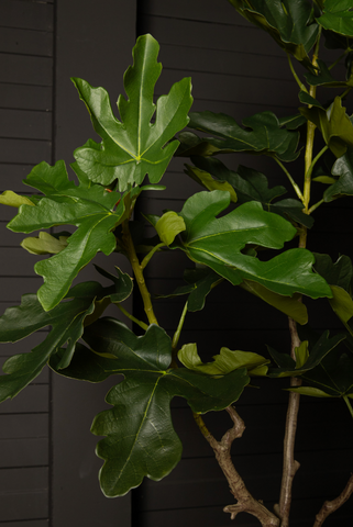 Kunstplant Vijgenboom Compact 122 cm In Pot PTMD