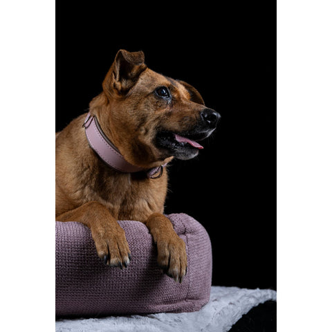 KLASSIEKE Hundebett - TUDOR ROSE