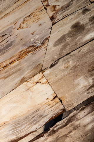 Deeba coffeetable petrified wood 130