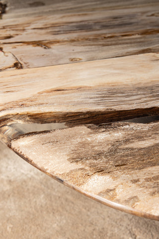 Deeba coffeetable petrified wood 130