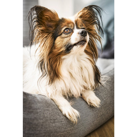 BUITEN Hundebett - GLADDE ZWARTE ZIJDE