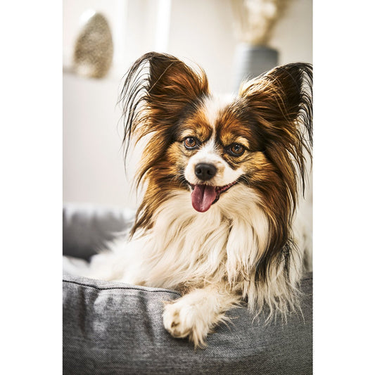BUITEN Hundebett - GLADDE ZWARTE ZIJDE