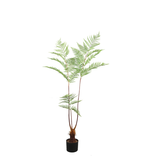 Fern Plant planta de helecho verde en maceta negra