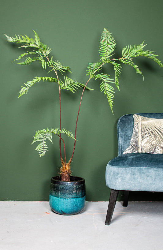 Fern Plant planta de helecho verde en maceta negra