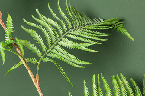 Fern Plant planta de helecho verde en maceta negra