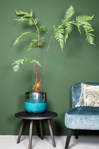 Fern Plant planta de helecho verde en maceta negra