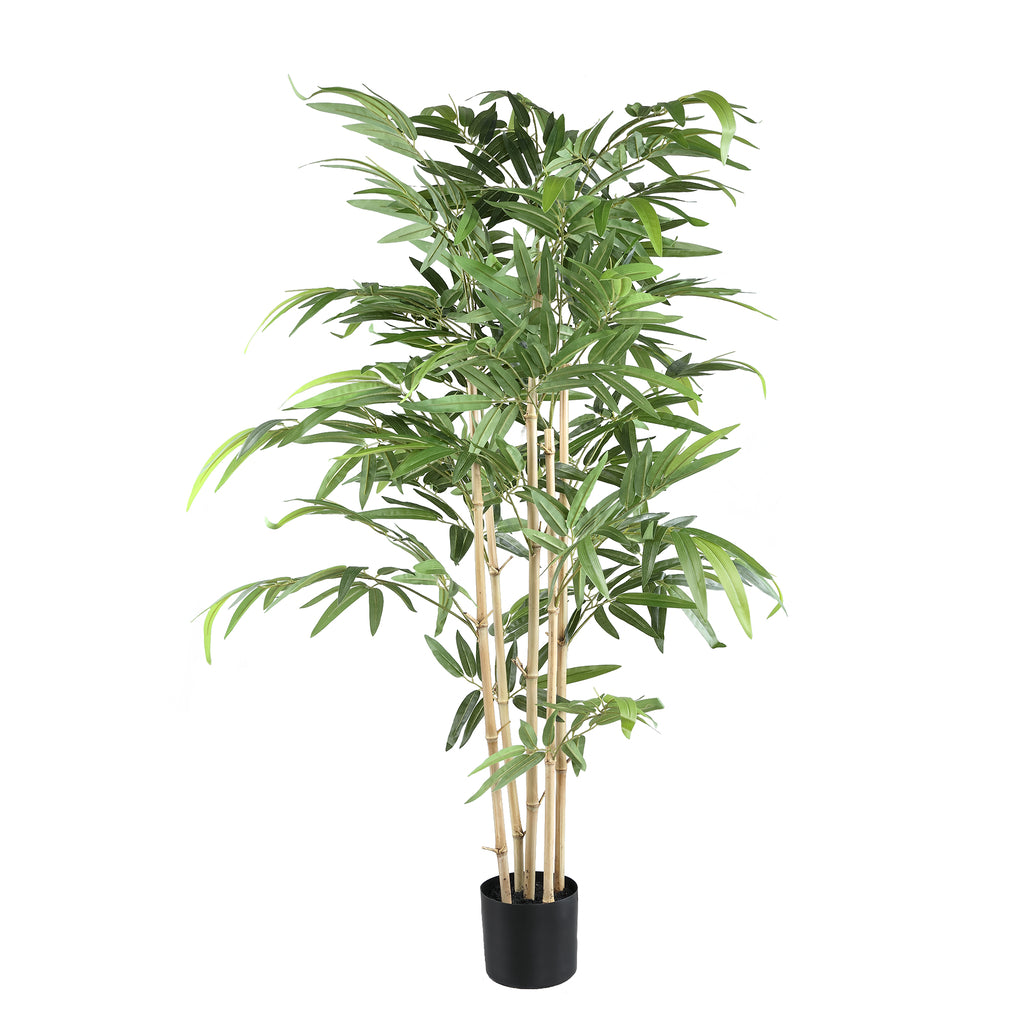 Hoja Planta planta de bambú con hojas en maceta negra