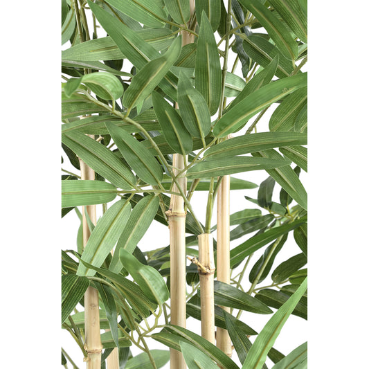 Hoja Planta planta de bambú con hojas en maceta negra