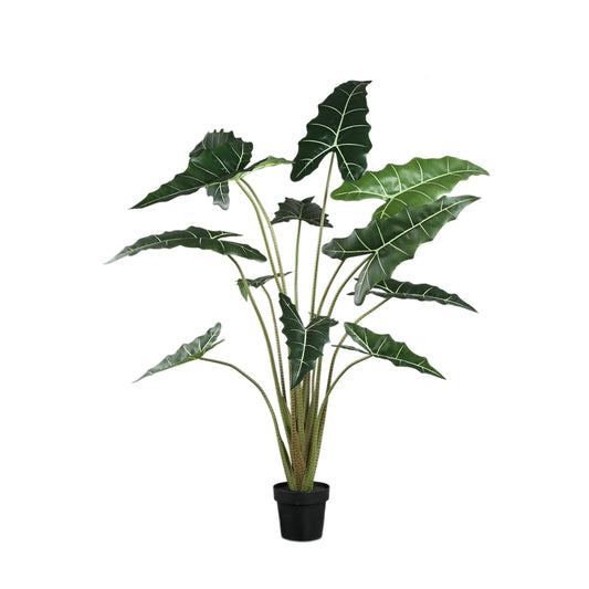 Hoja Planta Verde planta de alocasia en maceta L a Solo.