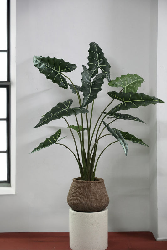Hoja Planta Verde planta de alocasia en maceta L a Solo.
