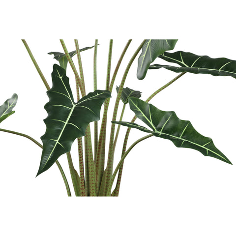 Hoja Planta Verde planta de alocasia en maceta L a Solo.
