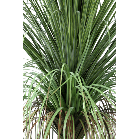 Hoja Planta Cebolla verde hierba en árbol de coco B