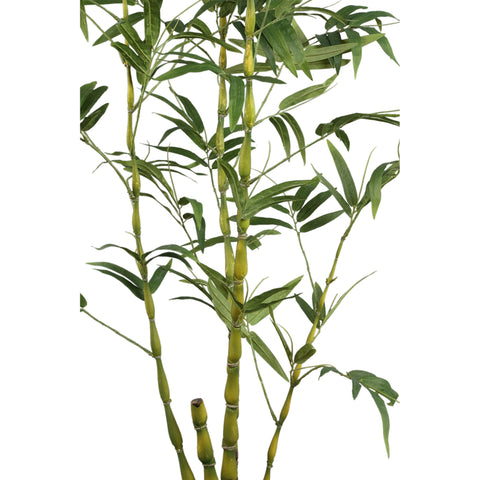Árbol Verde árbol de bambú en maceta