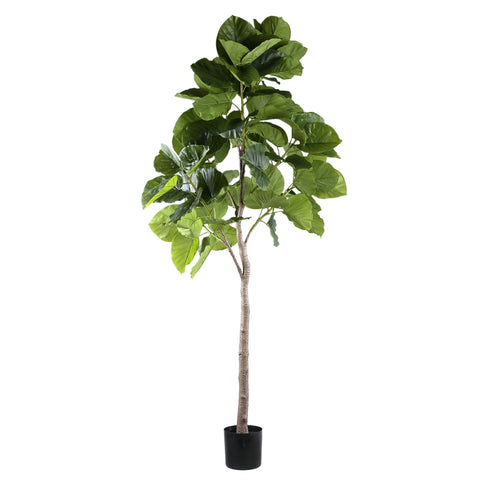Árbol Verde ficus en maceta L
