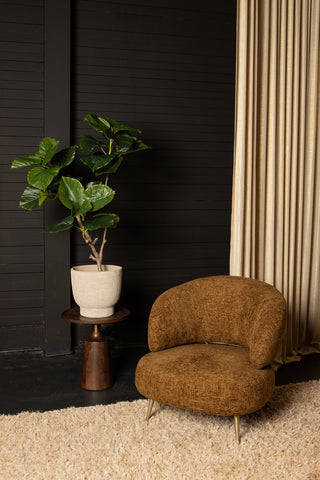 Árbol Verde ficus en maceta L