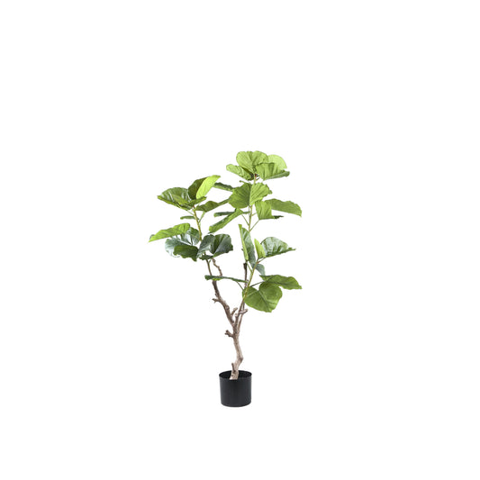 Árbol Verde árbol de ficus en maceta S a Solo.