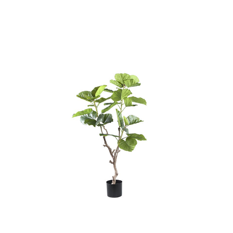 Árbol Verde árbol de ficus en maceta S a Solo.
