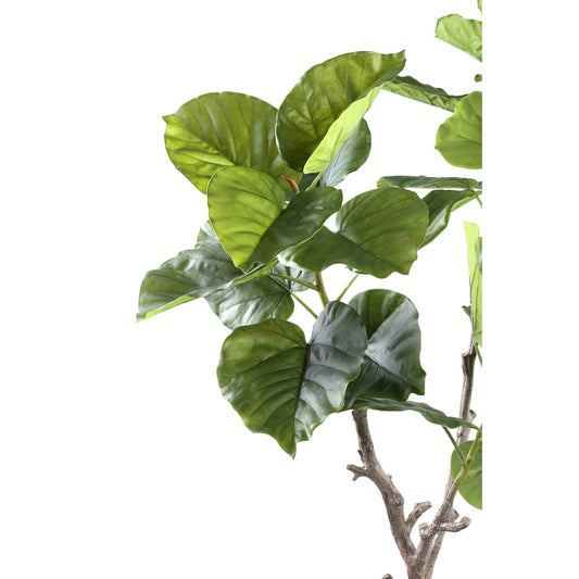 Árbol Verde árbol de ficus en maceta S a Solo.