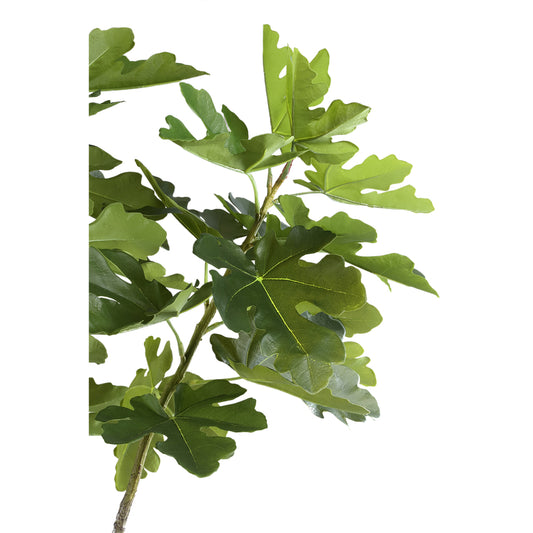 Árbol Verde higuera en maceta L