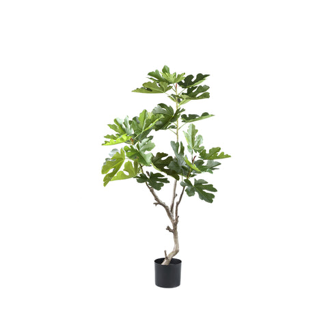 Árbol Verde higuera en maceta S