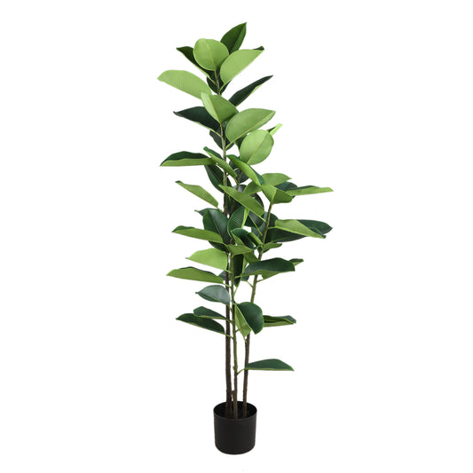 Árbol Verde roble en maceta negra