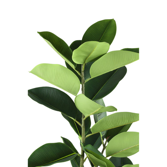 Árbol Verde roble en maceta negra