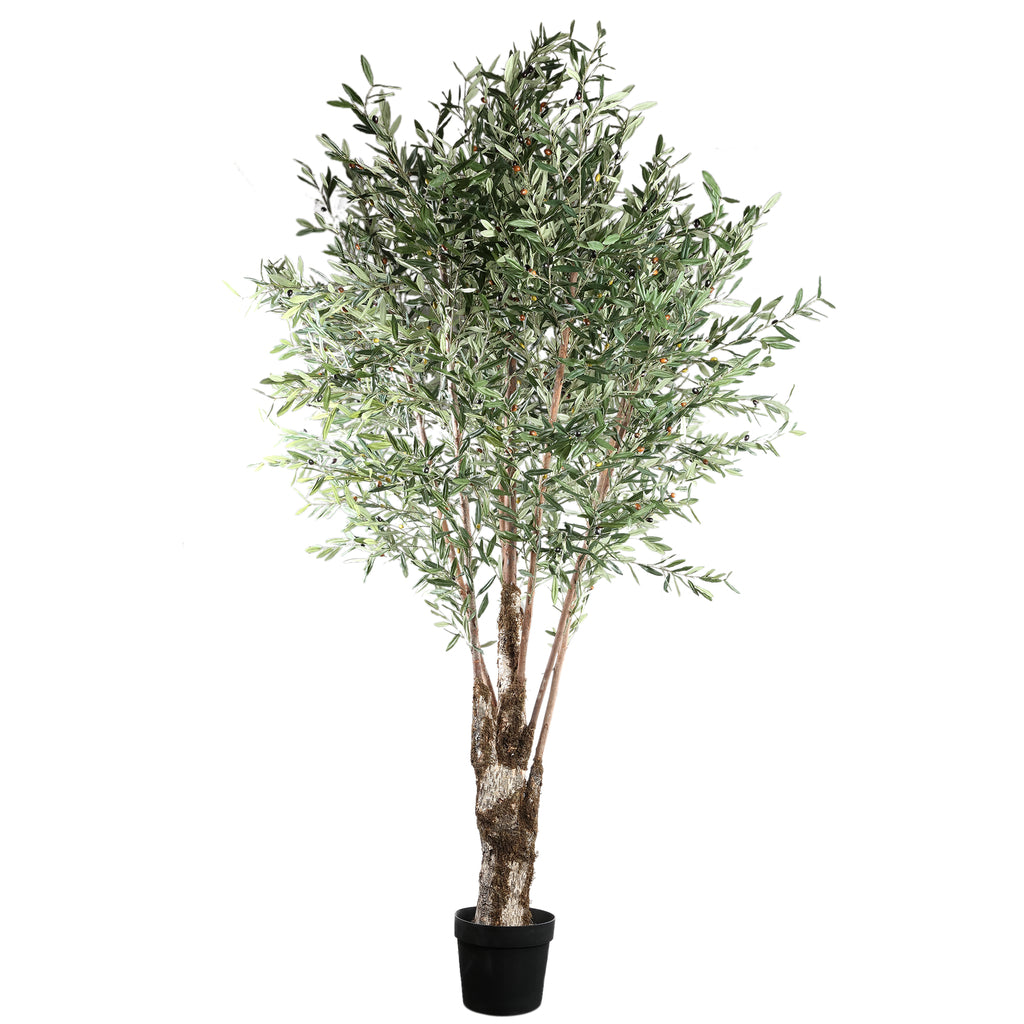 Árbol Verde árbol de olivo en maceta de plástico