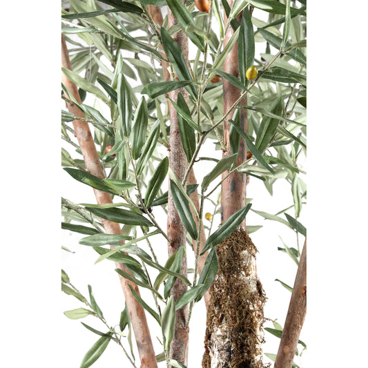 Árbol Verde árbol de olivo en maceta de plástico