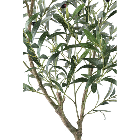 Árbol Verde olivo en maceta L