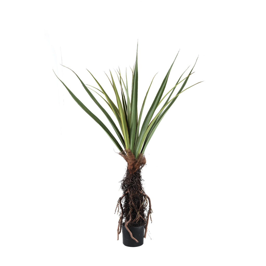 Pohon Hijau Pohon Pandanus dalam pot 150cm ke Bahasa Melayu.