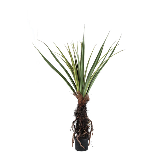 Pohon Hijau Pohon Pandanus dalam pot 150cm ke Bahasa Melayu.
