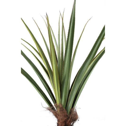 Pohon Hijau Pohon Pandanus dalam pot 150cm ke Bahasa Melayu.