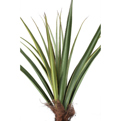 Pohon Hijau Pohon Pandanus dalam pot 150cm ke Bahasa Melayu.