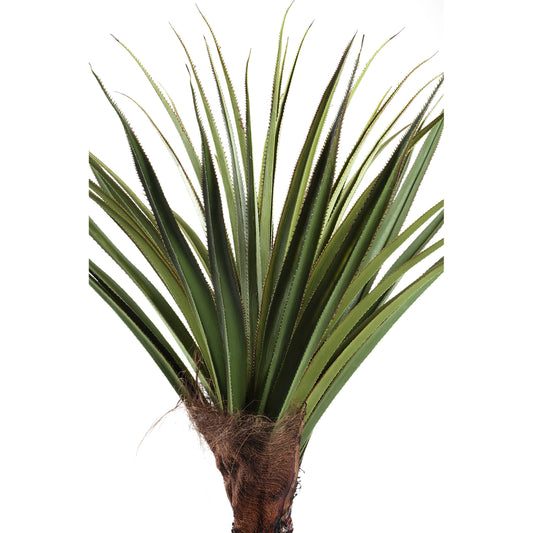 Pohon Hijau Pohon Pandanus dalam pot 210cm ke Bahasa Melayu.