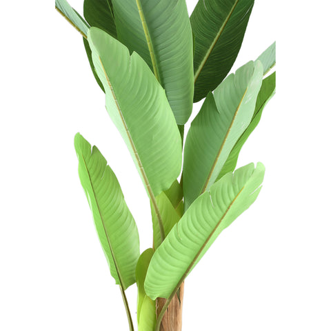 Árvore Verde PE toque real bananeira S para Only.