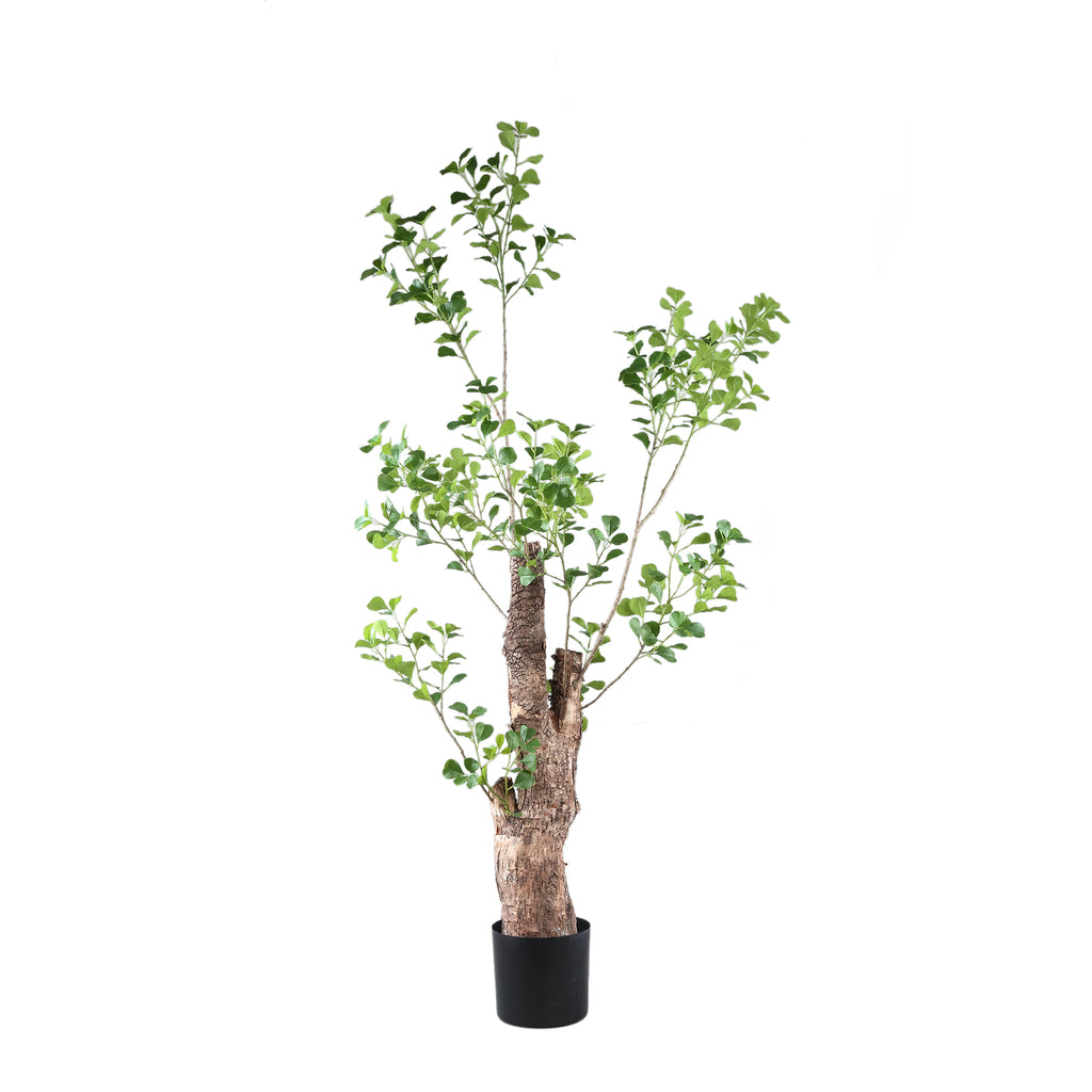 Árbol Verde Triangularis en maceta de 180 cm.