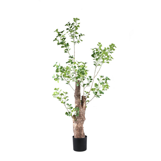 Árbol Verde Triangularis en maceta de 180 cm.