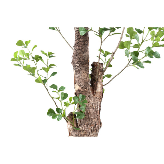 Árbol Verde Triangularis en maceta de 180 cm.